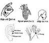 Bệnh vẹo cổ(lạc chẩn) và cách điều trị bằng Massage bấm huyệt